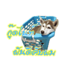 Husky-Husko Version 2（個別スタンプ：26）