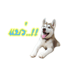 Husky-Husko Version 2（個別スタンプ：27）