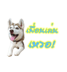 Husky-Husko Version 2（個別スタンプ：28）