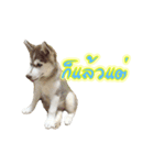 Husky-Husko Version 2（個別スタンプ：31）