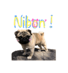 Nibon the Pug ！（個別スタンプ：1）