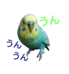 かわいいセキセイインコのピーコ2（個別スタンプ：1）