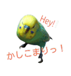 かわいいセキセイインコのピーコ2（個別スタンプ：10）