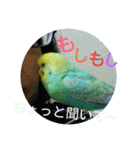 かわいいセキセイインコのピーコ2（個別スタンプ：35）