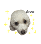 The Poodle Krailarn（個別スタンプ：6）