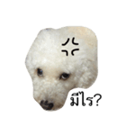 The Poodle Krailarn（個別スタンプ：7）