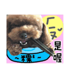 Puppy's Daily（個別スタンプ：12）