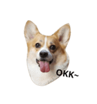 bebe nana the corgi（個別スタンプ：1）