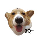 bebe nana the corgi（個別スタンプ：2）