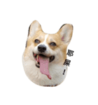 bebe nana the corgi（個別スタンプ：3）