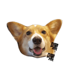 bebe nana the corgi（個別スタンプ：6）