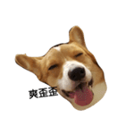 bebe nana the corgi（個別スタンプ：7）