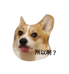 bebe nana the corgi（個別スタンプ：9）