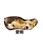 bebe nana the corgi（個別スタンプ：11）