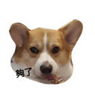 bebe nana the corgi（個別スタンプ：12）