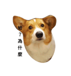 bebe nana the corgi（個別スタンプ：13）