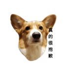 bebe nana the corgi（個別スタンプ：14）