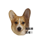 bebe nana the corgi（個別スタンプ：15）