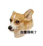 bebe nana the corgi（個別スタンプ：16）