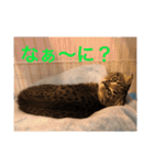 猫太のつぶやき②（個別スタンプ：4）