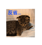 猫太のつぶやき②（個別スタンプ：7）