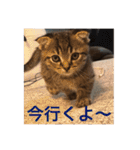 猫太のつぶやき②（個別スタンプ：12）