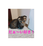 猫太のつぶやき②（個別スタンプ：13）