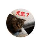 猫太のつぶやき②（個別スタンプ：28）