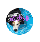 jack russell terrier becky（個別スタンプ：2）