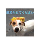 jack russell terrier becky（個別スタンプ：4）