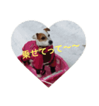 jack russell terrier becky（個別スタンプ：5）