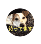 jack russell terrier becky（個別スタンプ：16）