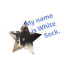 I'am White Sock.（個別スタンプ：15）