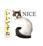 猫トーク！！ 猫写真 日本語,敬語,英語（個別スタンプ：1）