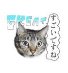 猫トーク！！ 猫写真 日本語,敬語,英語（個別スタンプ：2）