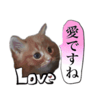 猫トーク！！ 猫写真 日本語,敬語,英語（個別スタンプ：3）