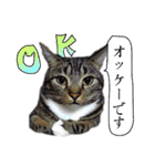 猫トーク！！ 猫写真 日本語,敬語,英語（個別スタンプ：6）