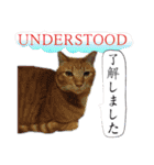 猫トーク！！ 猫写真 日本語,敬語,英語（個別スタンプ：8）