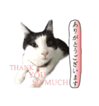 猫トーク！！ 猫写真 日本語,敬語,英語（個別スタンプ：9）
