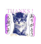 猫トーク！！ 猫写真 日本語,敬語,英語（個別スタンプ：10）