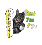 猫トーク！！ 猫写真 日本語,敬語,英語（個別スタンプ：13）
