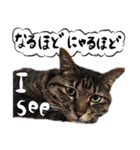 猫トーク！！ 猫写真 日本語,敬語,英語（個別スタンプ：19）