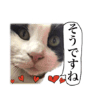 猫トーク！！ 猫写真 日本語,敬語,英語（個別スタンプ：20）