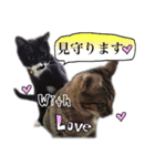 猫トーク！！ 猫写真 日本語,敬語,英語（個別スタンプ：22）