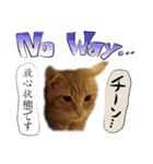 猫トーク！！ 猫写真 日本語,敬語,英語（個別スタンプ：26）