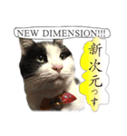 猫トーク！！ 猫写真 日本語,敬語,英語（個別スタンプ：27）