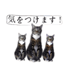 猫トーク！！ 猫写真 日本語,敬語,英語（個別スタンプ：30）