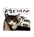 猫トーク！！ 猫写真 日本語,敬語,英語（個別スタンプ：31）