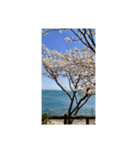 海と桜スタンプ（個別スタンプ：3）