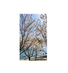 海と桜スタンプ（個別スタンプ：8）